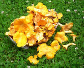 Girolles des bois du camping Outre-val aux confins du lot, la Correze et du cantal.